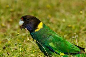 28 ringneck pappagallo foto