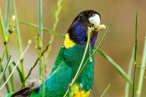 28 ringneck pappagallo foto