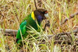 28 ringneck pappagallo foto