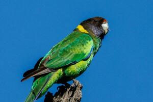 28 ringneck pappagallo foto