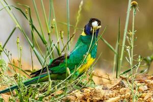 28 ringneck pappagallo foto