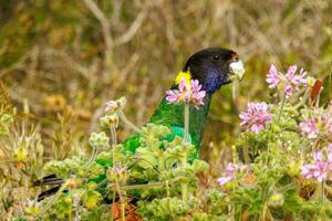 28 ringneck pappagallo foto