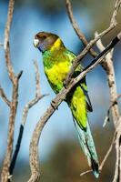 28 ringneck pappagallo foto