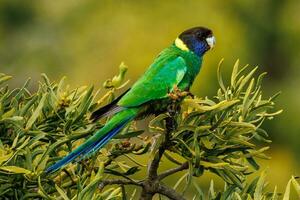 28 ringneck pappagallo foto