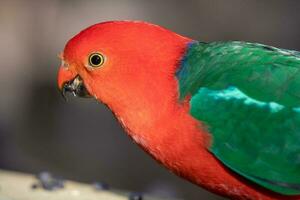 pappagallo australiano foto