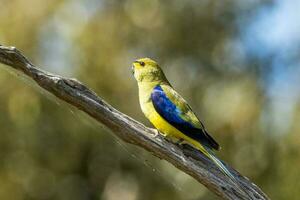 dalle ali blu pappagallo nel Australia foto