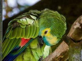 fronte blu amazon pappagallo foto