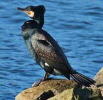 nero scopare cormorano nel nuovo Zelanda foto