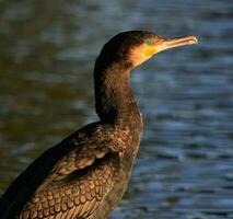 nero scopare cormorano nel nuovo Zelanda foto