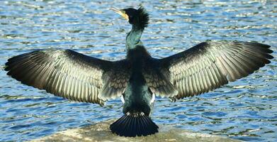 nero scopare cormorano nel nuovo Zelanda foto