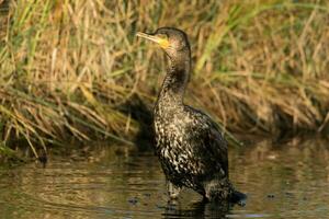 nero scopare cormorano nel nuovo Zelanda foto