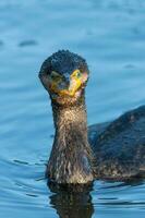 nero scopare cormorano nel nuovo Zelanda foto