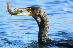 nero scopare cormorano nel nuovo Zelanda foto