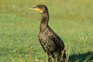 nero scopare cormorano nel nuovo Zelanda foto