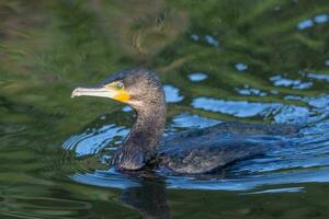 nero scopare cormorano nel nuovo Zelanda foto