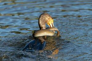 nero scopare cormorano nel nuovo Zelanda foto