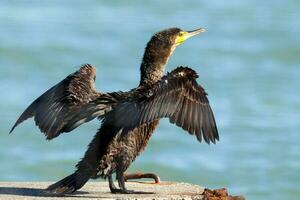 nero scopare cormorano nel nuovo Zelanda foto