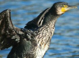 nero scopare cormorano nel nuovo Zelanda foto