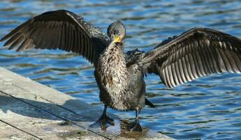 nero scopare cormorano nel nuovo Zelanda foto