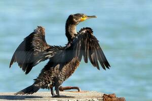 nero scopare cormorano nel nuovo Zelanda foto