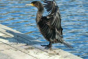 nero scopare cormorano nel nuovo Zelanda foto