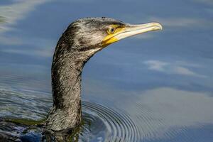 nero scopare cormorano nel nuovo Zelanda foto