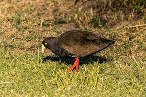 coda nera nativo gallina foto