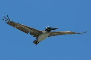 Marrone pellicano nel Stati Uniti d'America foto