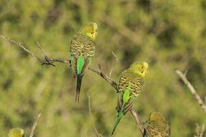 pappagallino ondulato pappagallo nel Australia foto