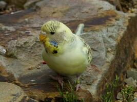 pappagallino ondulato pappagallo nel Australia foto