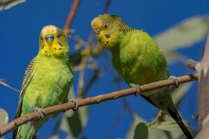 pappagallino ondulato pappagallo nel Australia foto