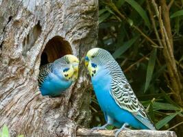 pappagallino ondulato pappagallo nel Australia foto