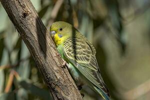 pappagallino ondulato pappagallo nel Australia foto