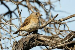 crestato bellbird nel Australia foto