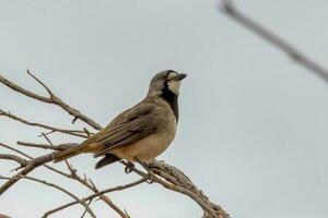 crestato bellbird nel Australia foto