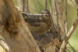 crestato bellbird nel Australia foto