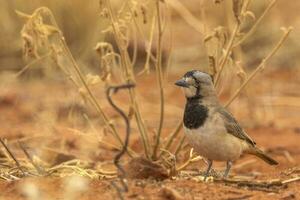 crestato bellbird nel Australia foto