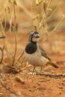 crestato bellbird nel Australia foto