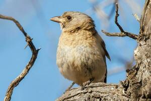 crestato bellbird nel Australia foto