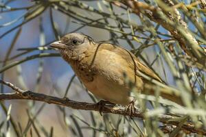 crestato bellbird nel Australia foto