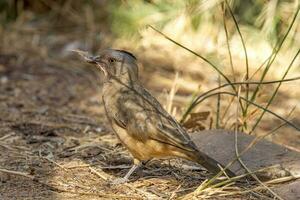 crestato bellbird nel Australia foto