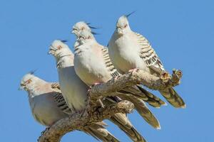 crestato Piccione nel Australia foto