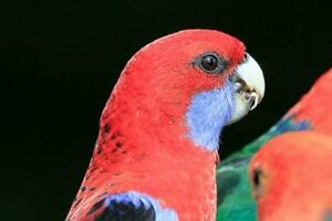 cremisi rosella nel Australia foto