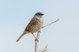 dunnock siepe passero foto