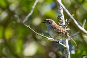 dunnock siepe passero foto