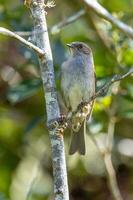 dunnock siepe passero foto