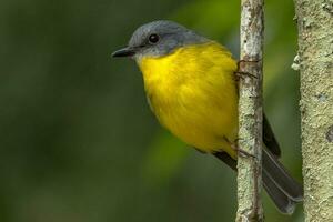 pettirosso giallo orientale foto