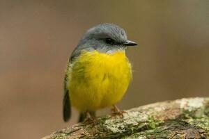 pettirosso giallo orientale foto