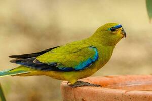 elegante pappagallo nel Australia foto