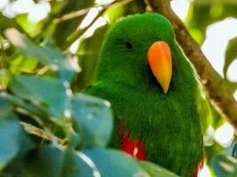 eclectus pappagallo nel Australia foto